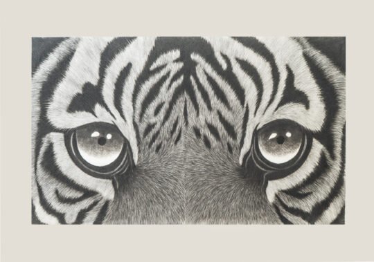 Wildlife Art